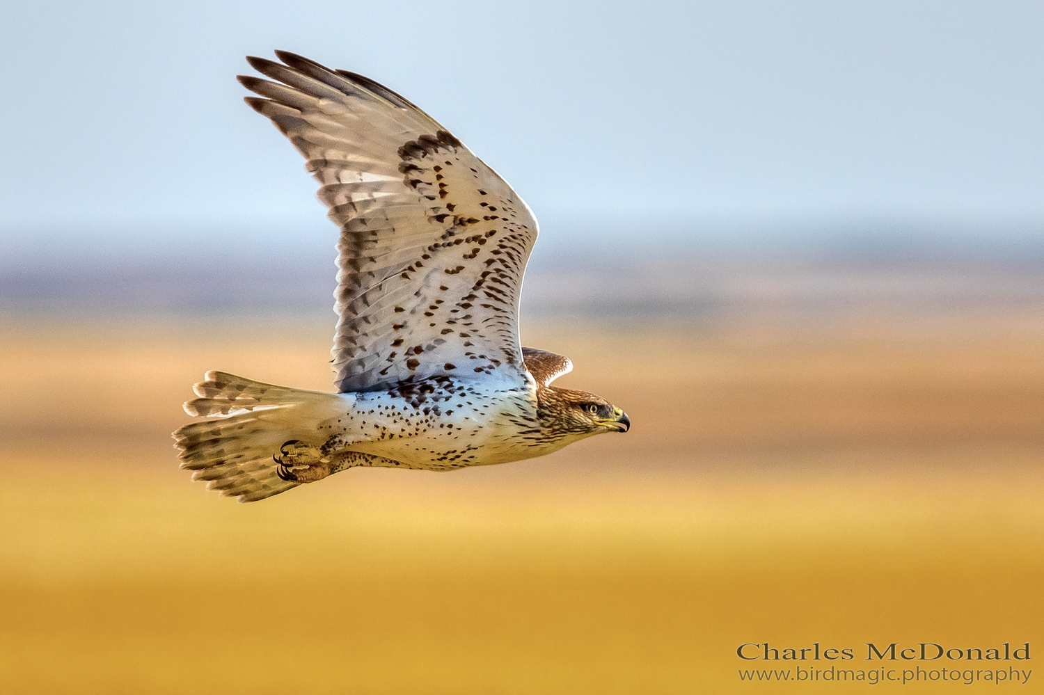 Swainson's Hawk