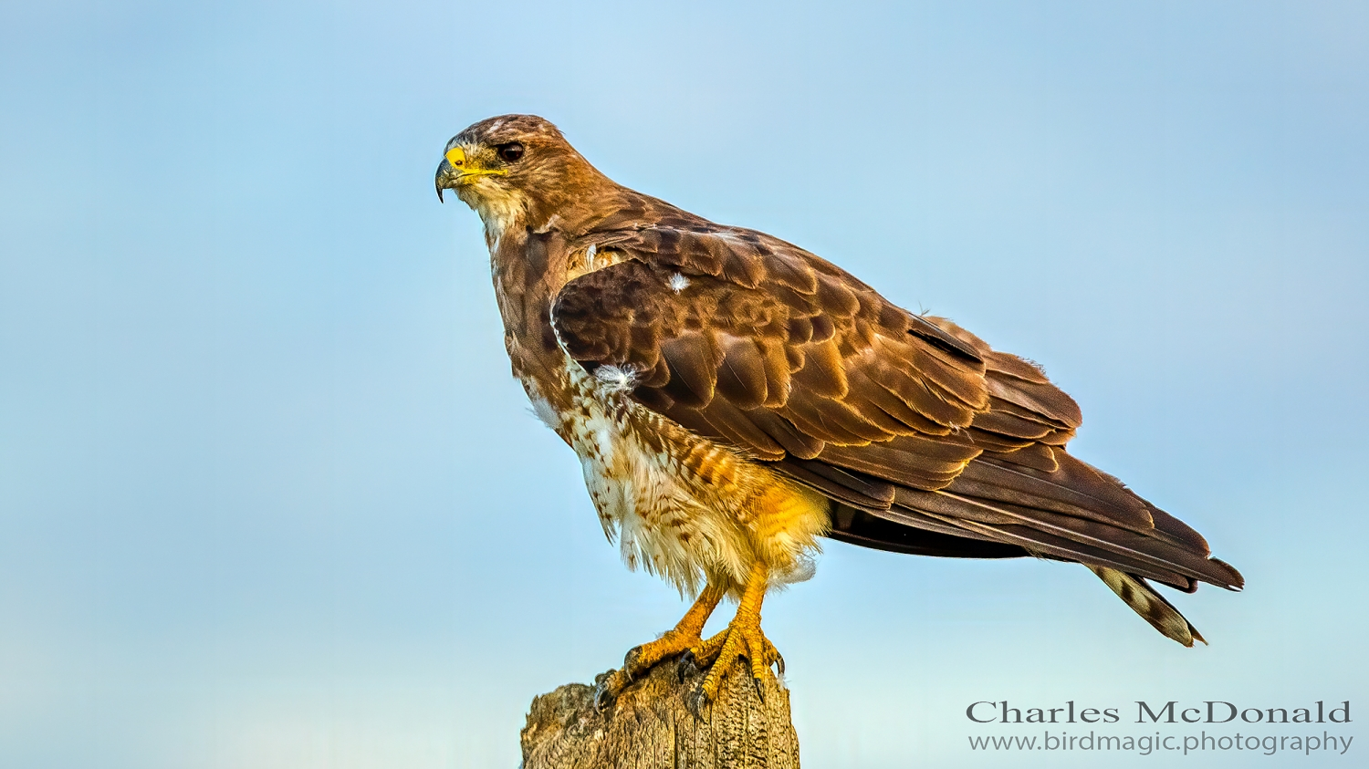 Swainson's Hawk