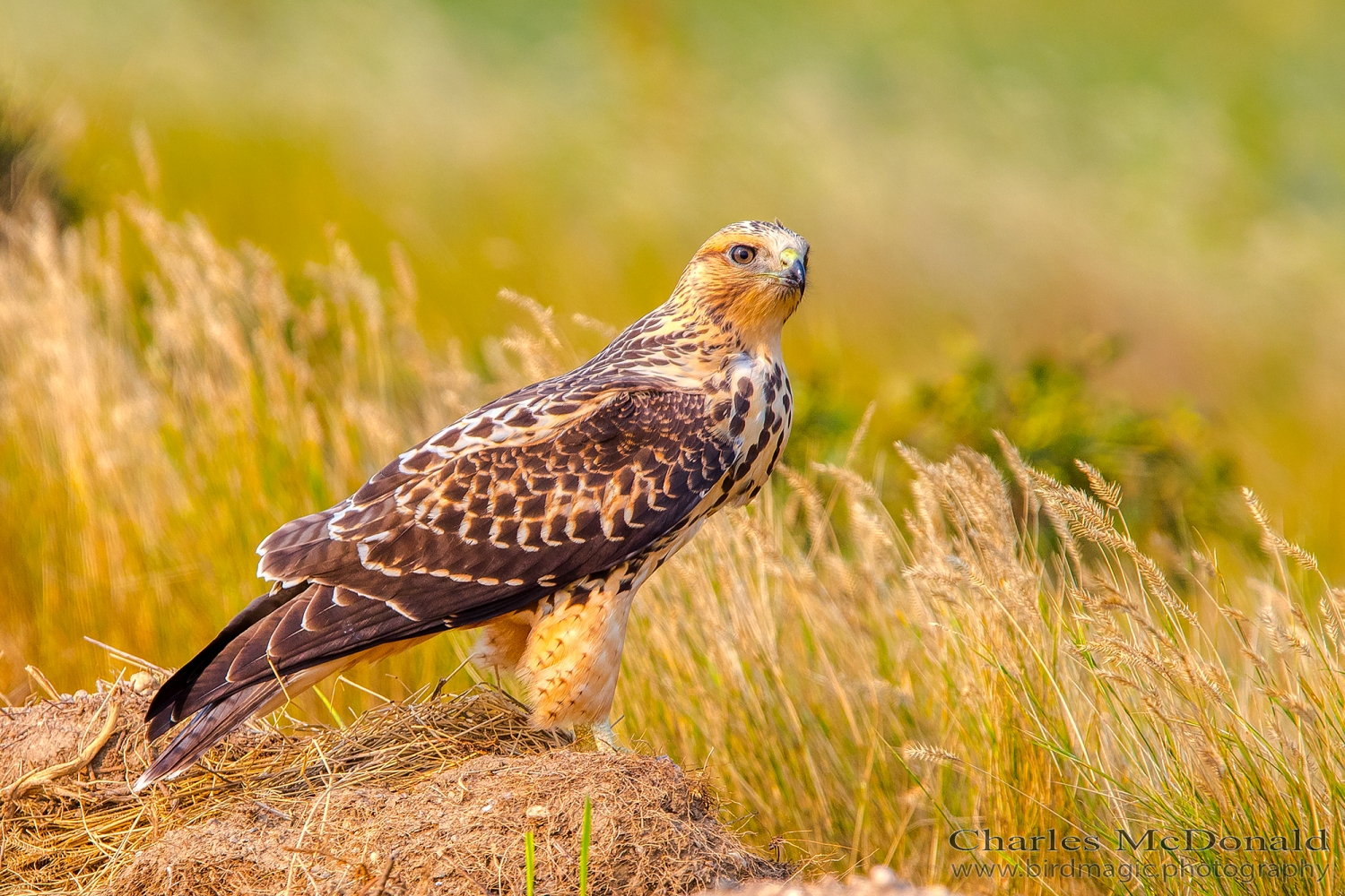 Swainson's Hawk