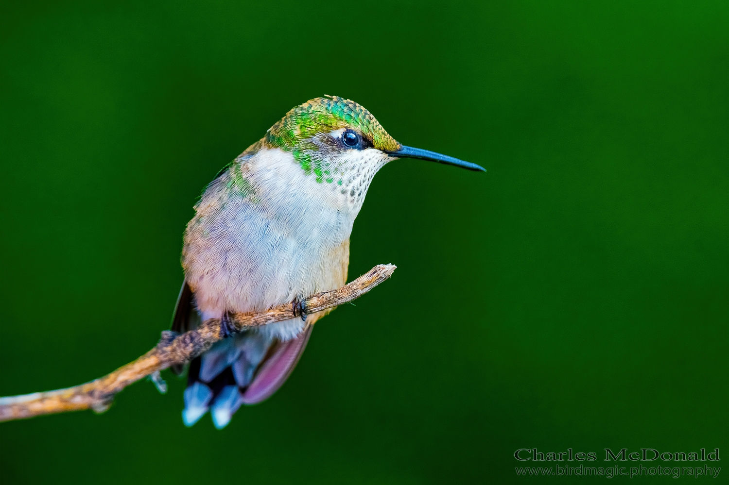 Ruby-throated Hummingbird