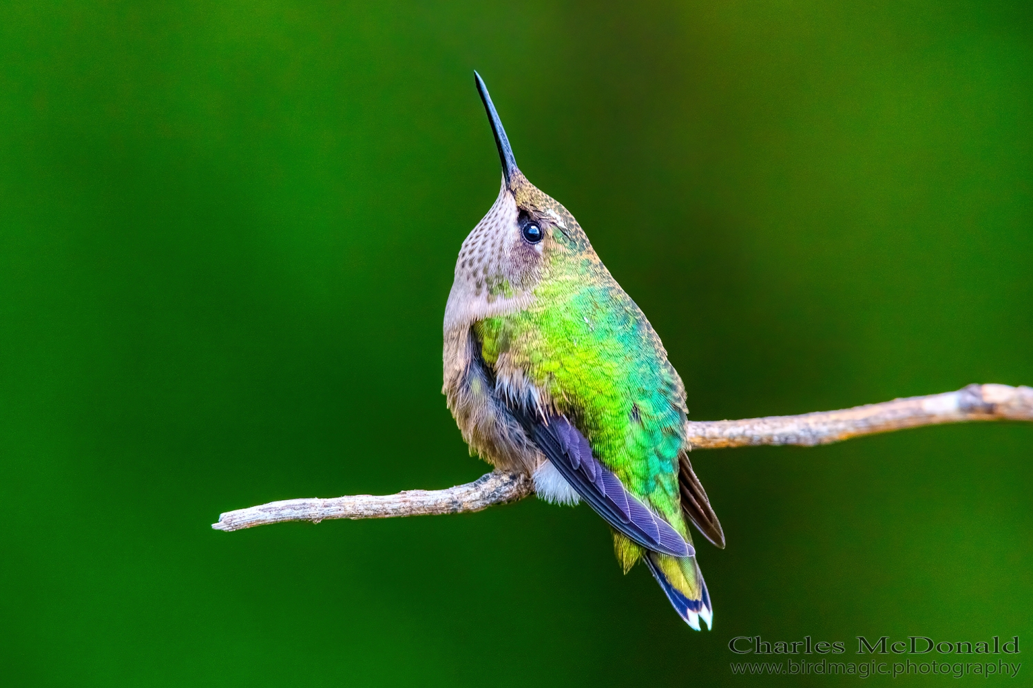 Ruby-throated Hummingbird