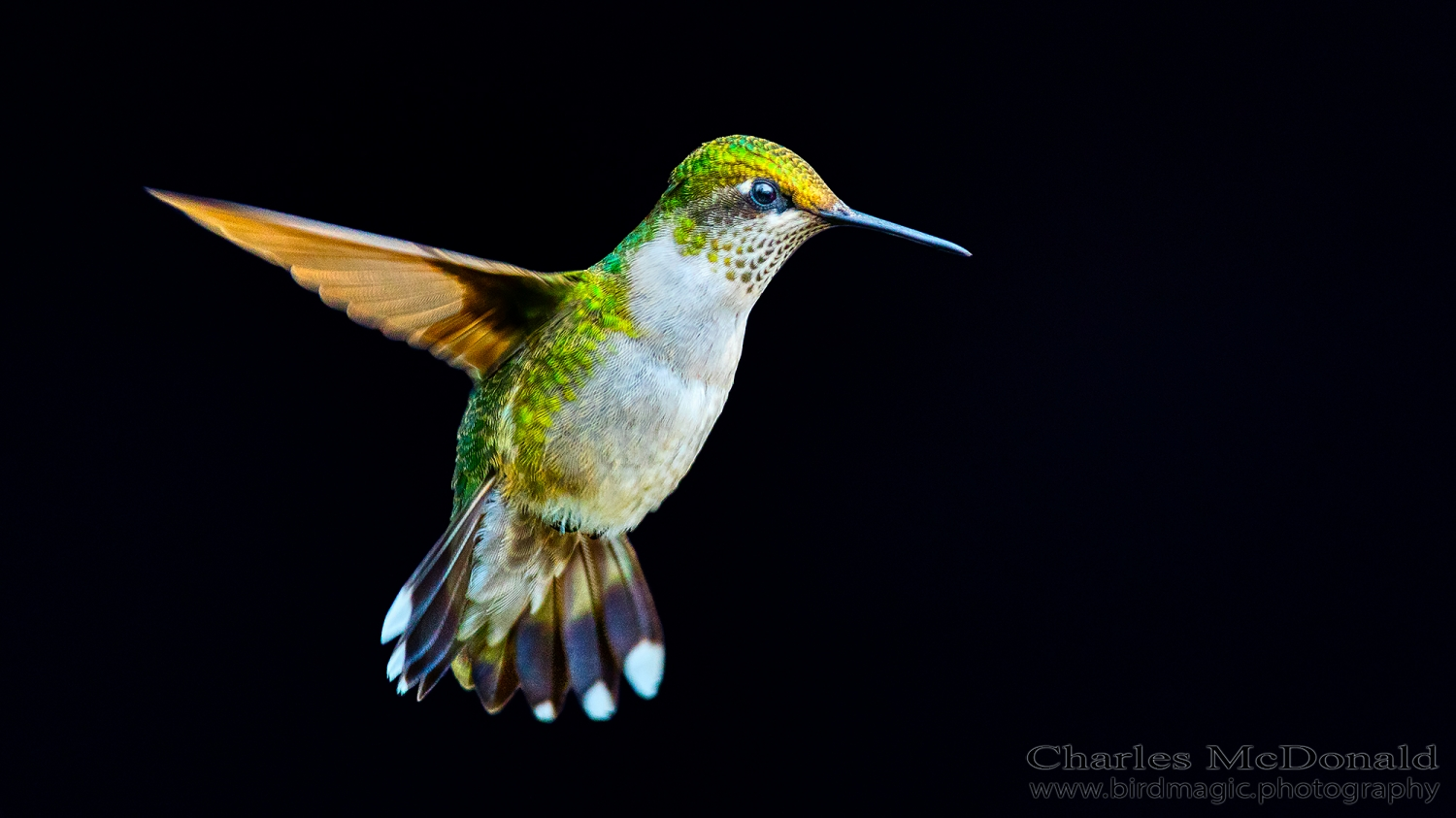 Ruby-throated Hummingbird