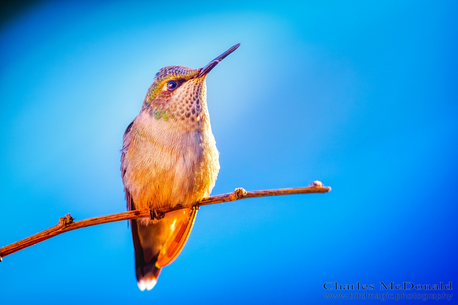 Ruby-throated Hummingbird