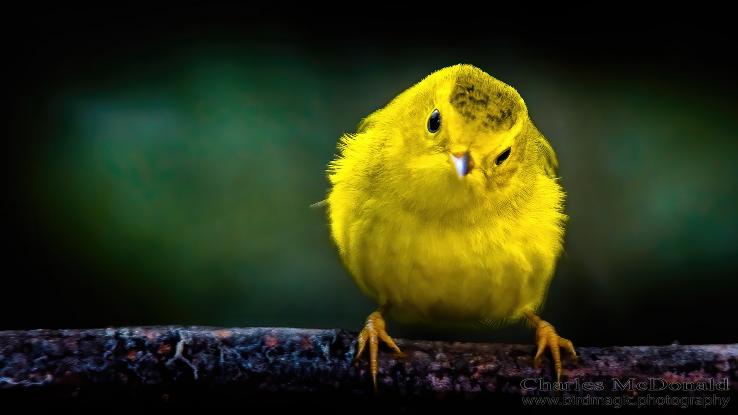 Wilson's Warbler