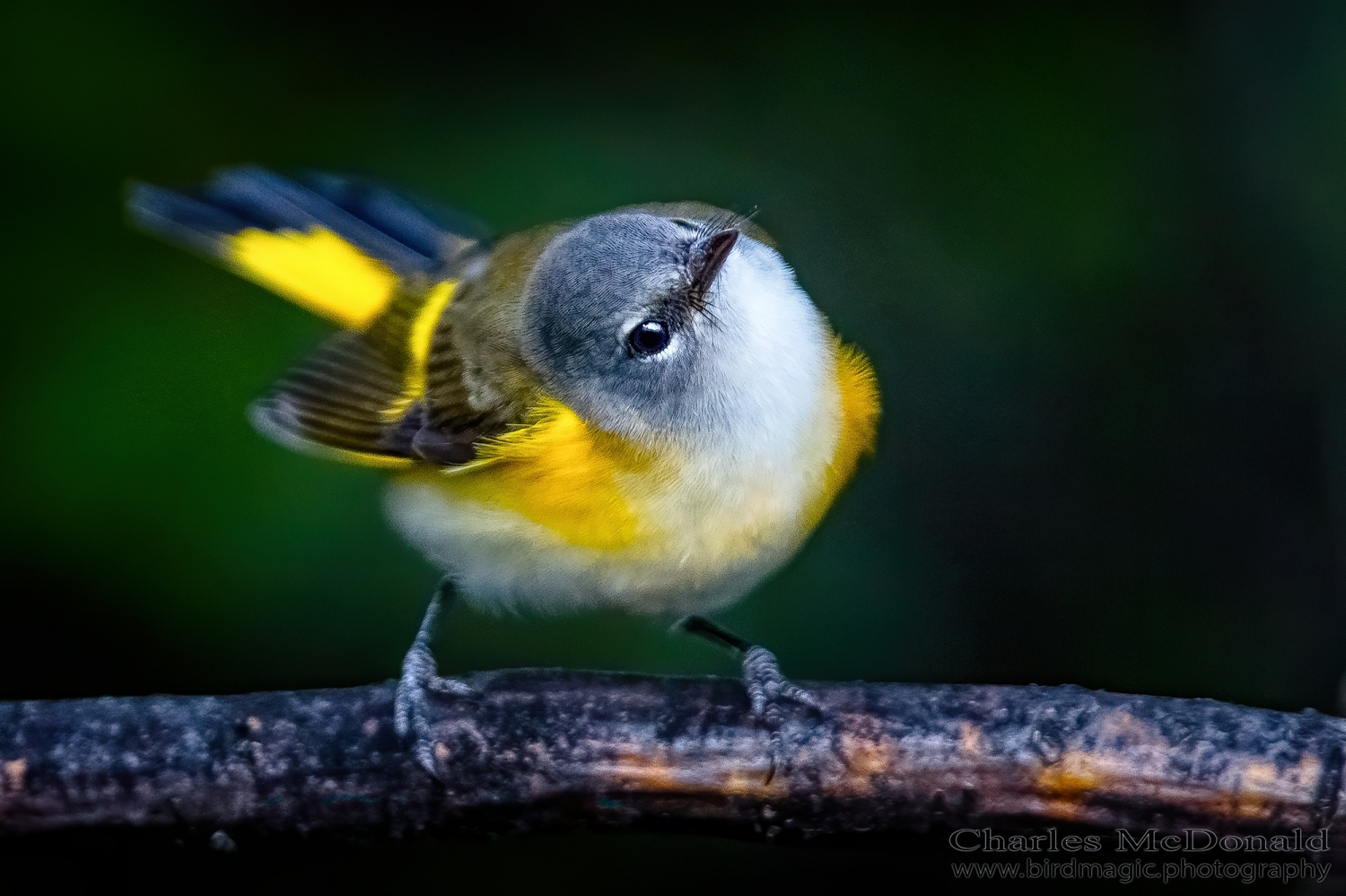 American Redstart