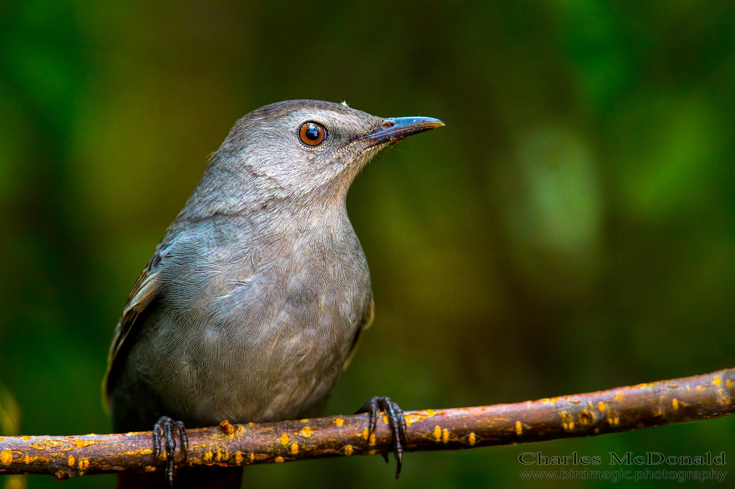 Gray Catbird