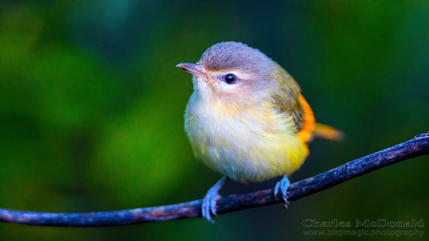 Warbling Vireo