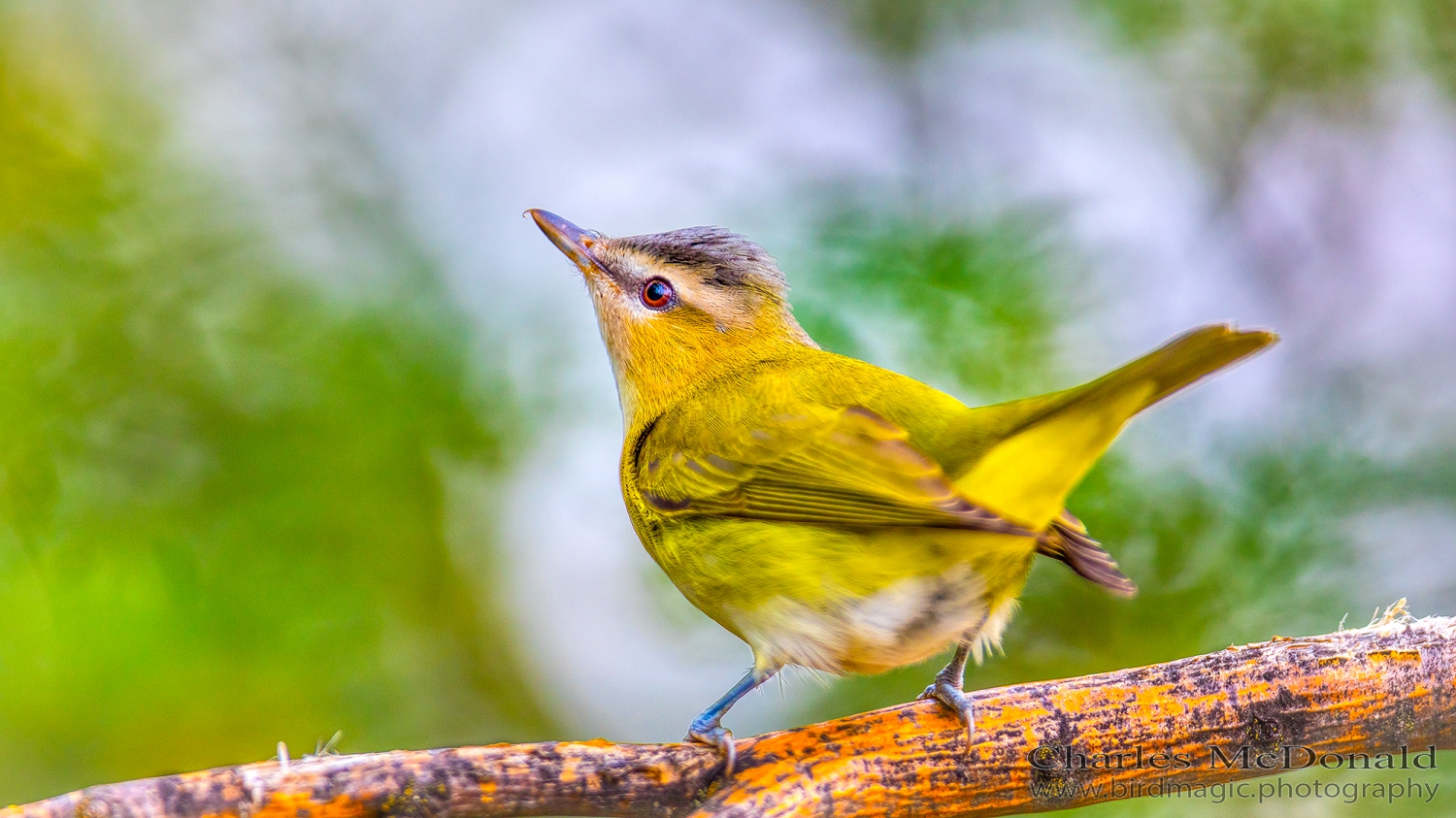 Red-eyed Vireo