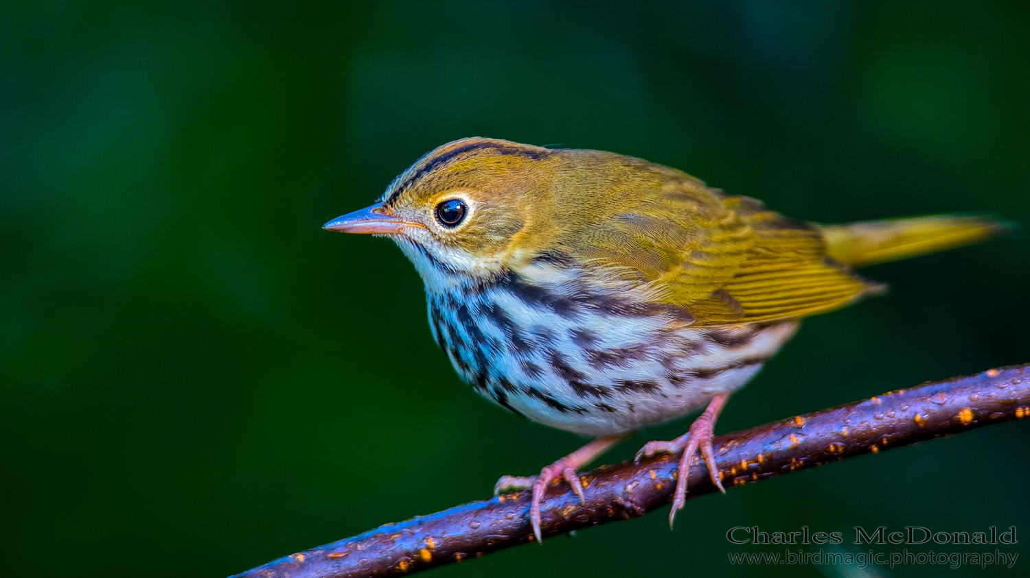 Ovenbird