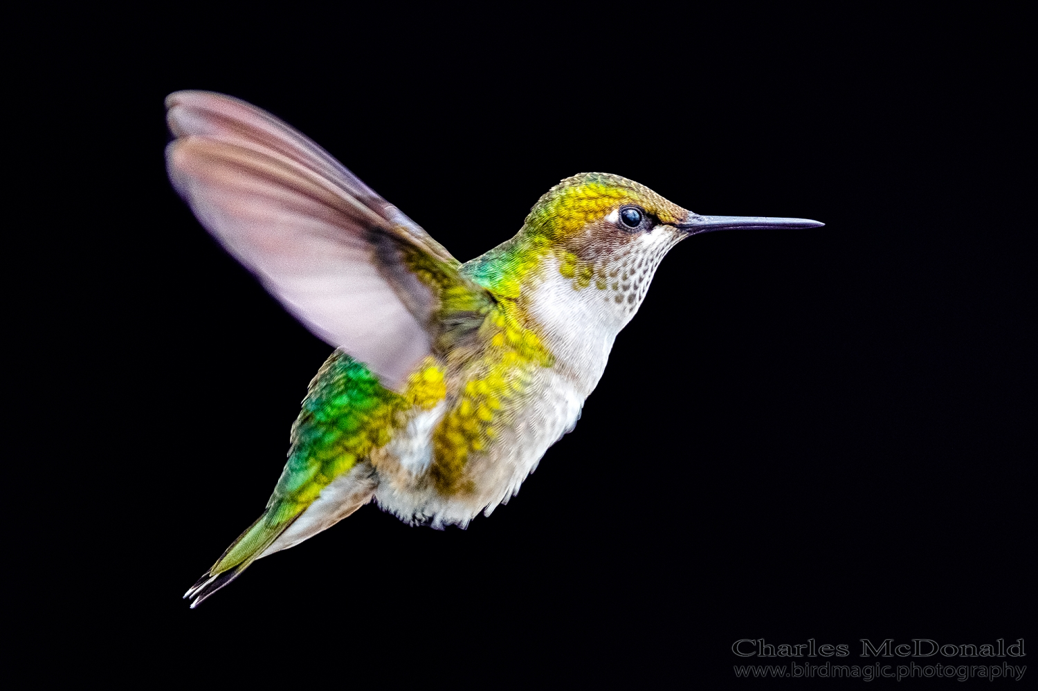 Ruby-throated Hummingbird