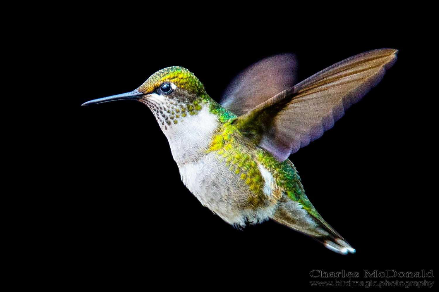 Ruby-throated Hummingbird