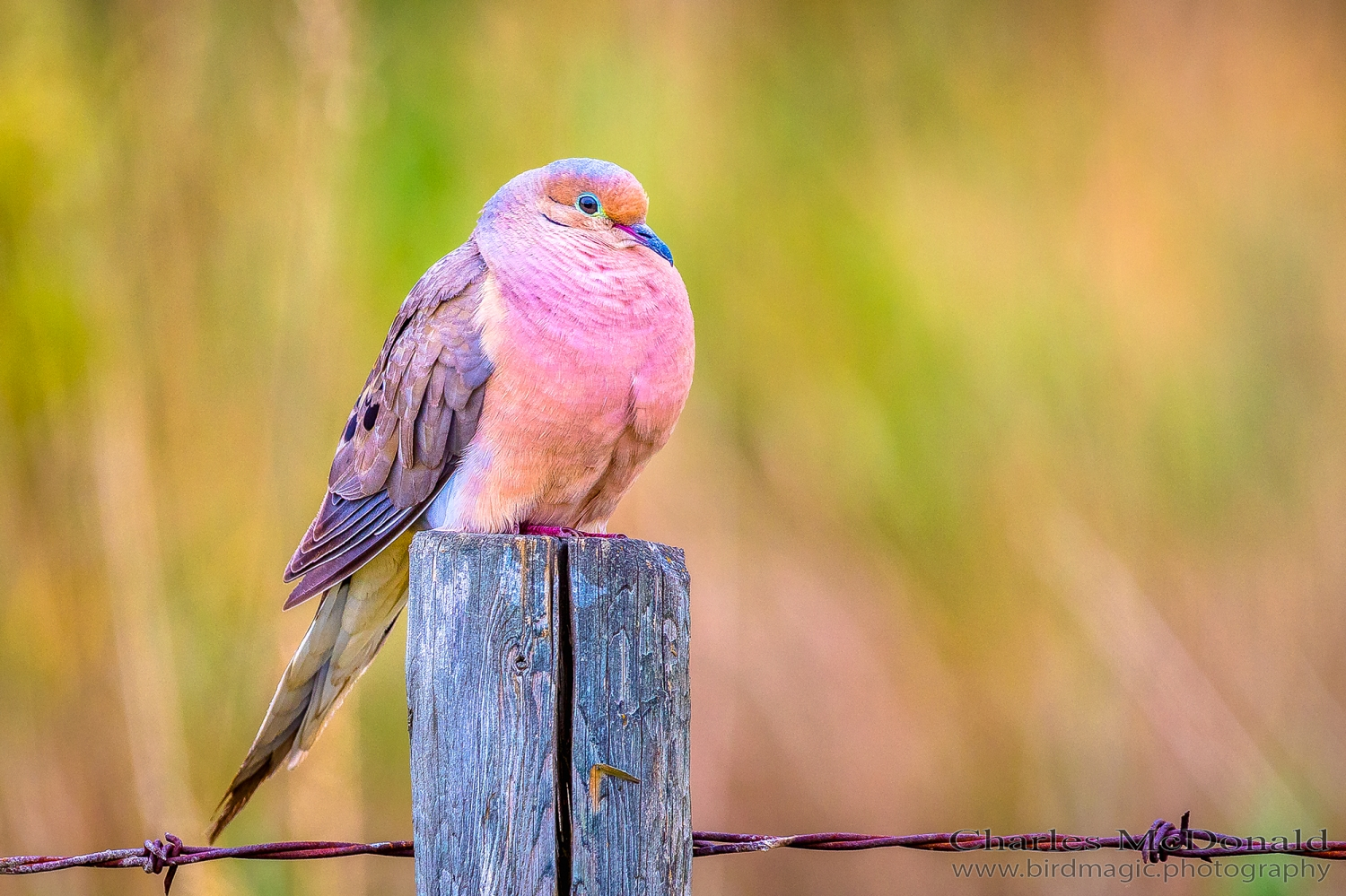 Mourning Dove