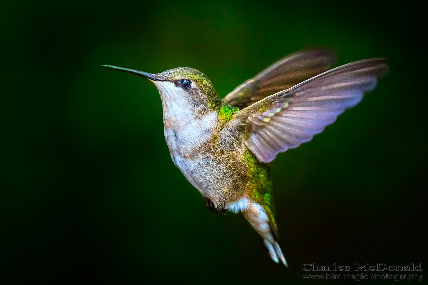 Ruby-throated Hummingbird