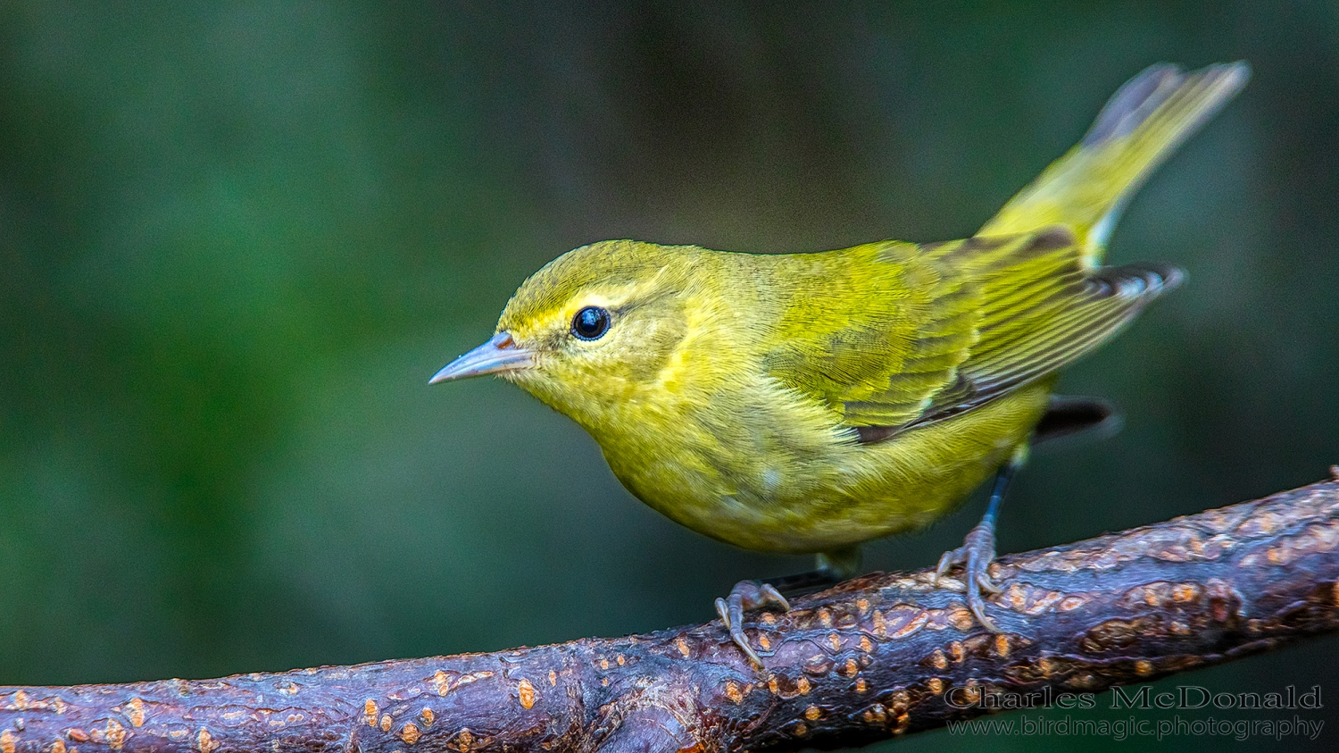 Tennessee Warbler