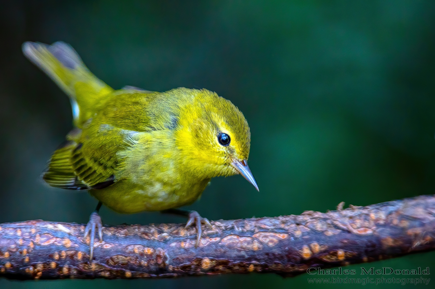 Tennessee Warbler