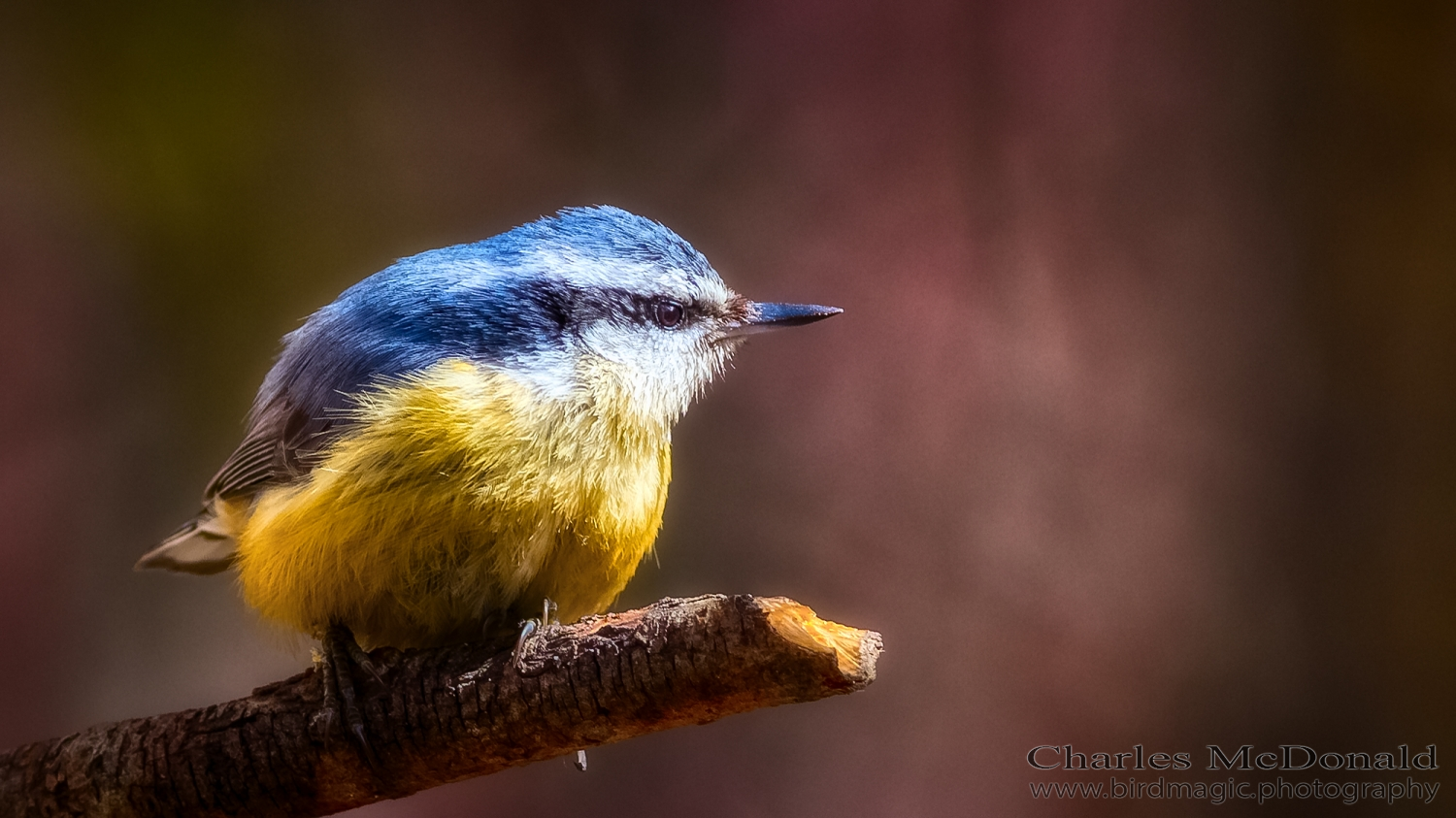 Red-breasted Nuthatch