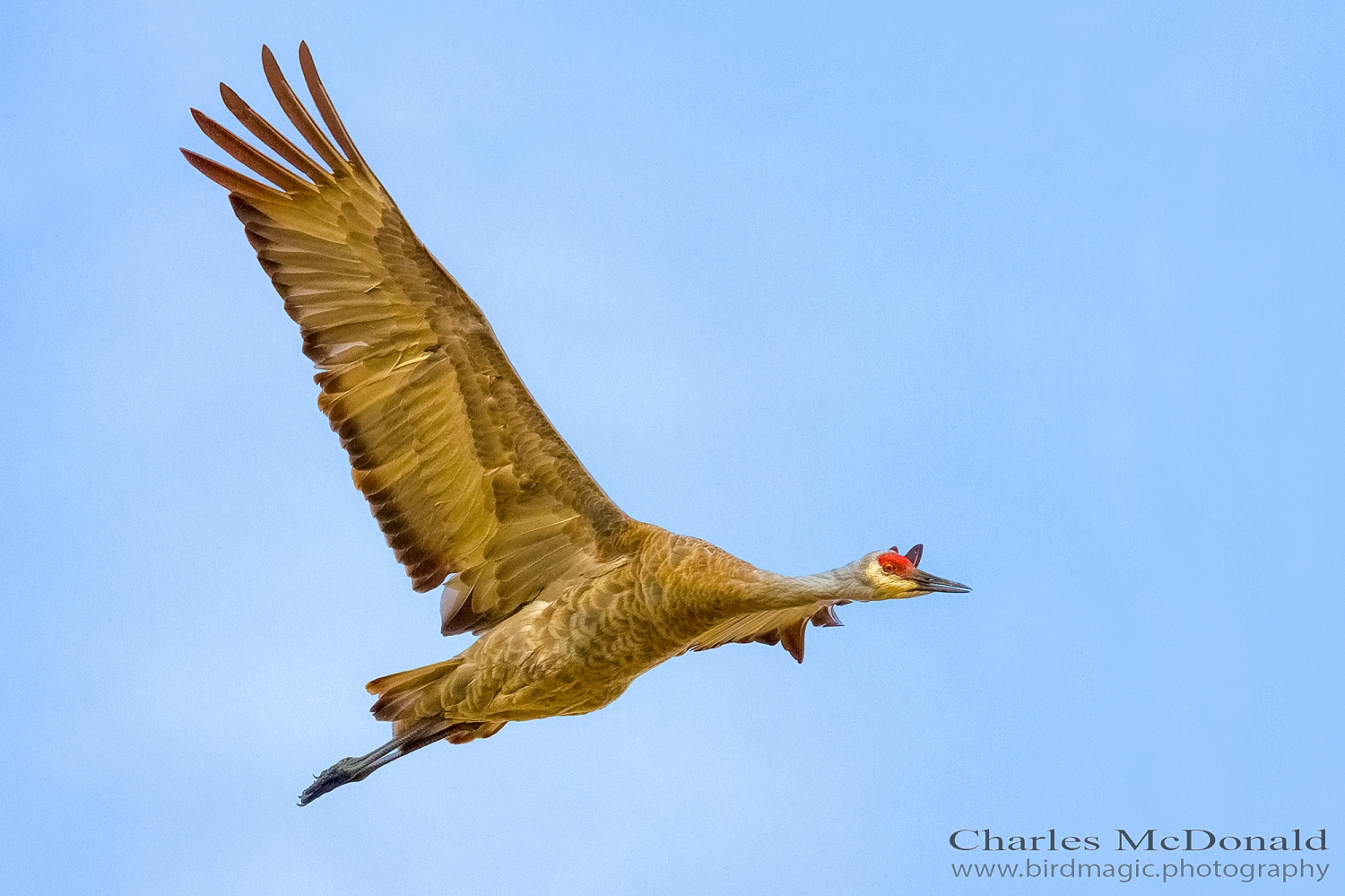 Sandhill Crane