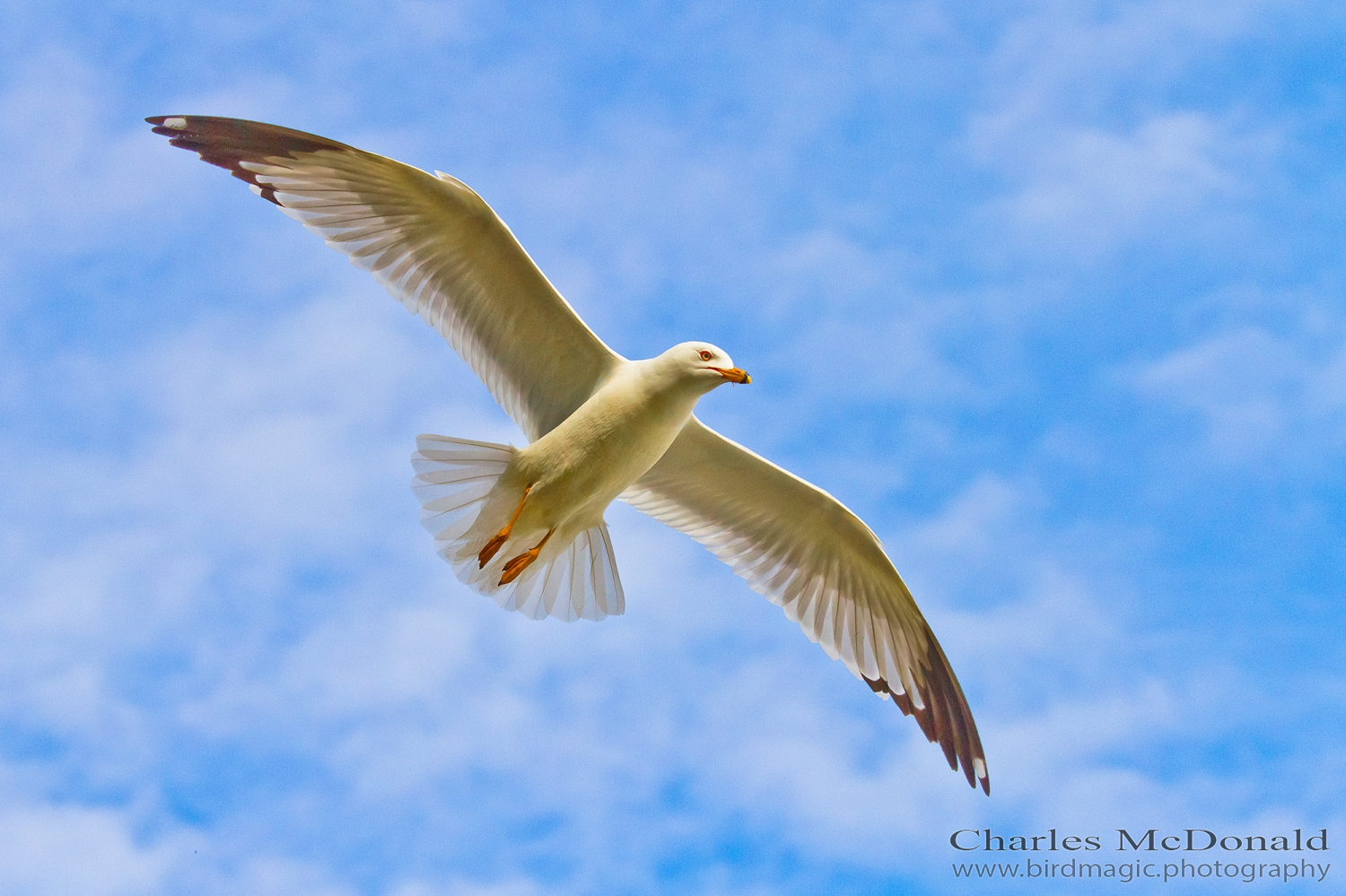 Ring-billed Gull