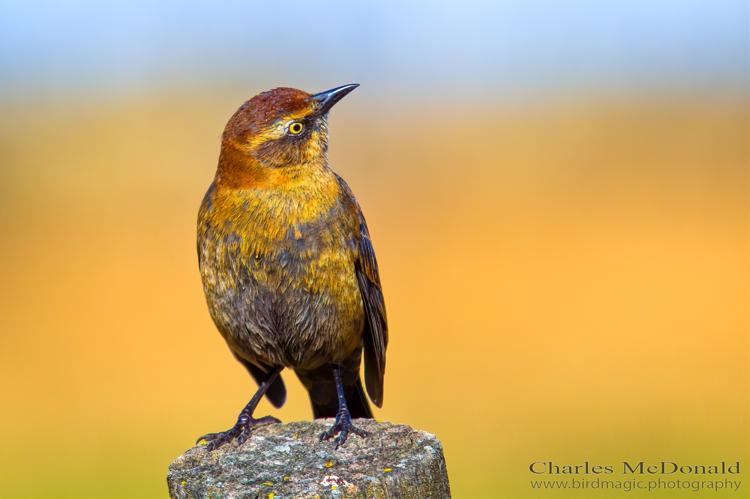 Rusty Blackbird