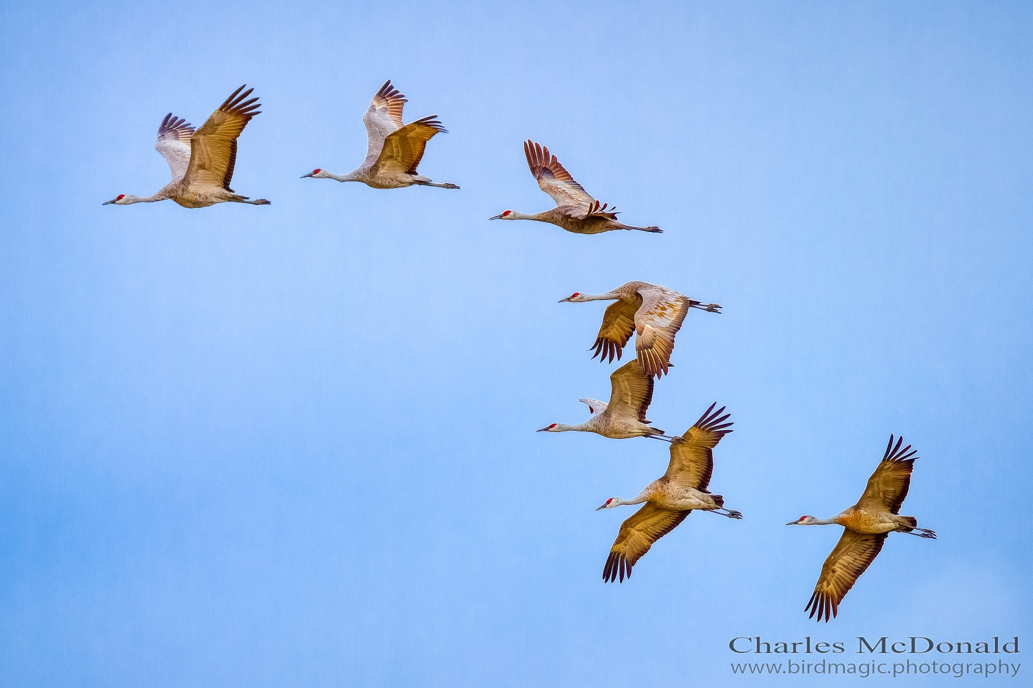 Sandhill Crane