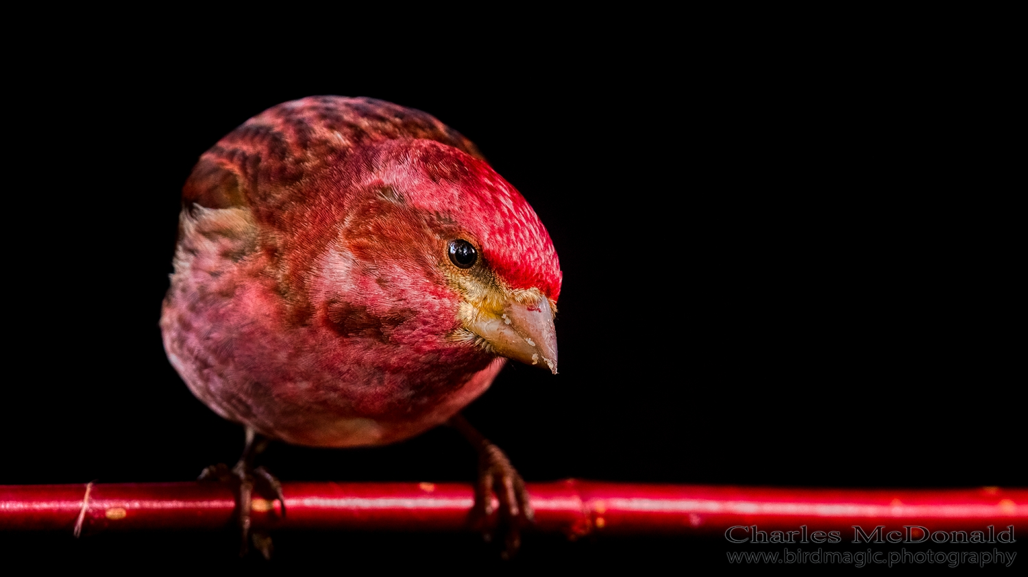 Purple Finch