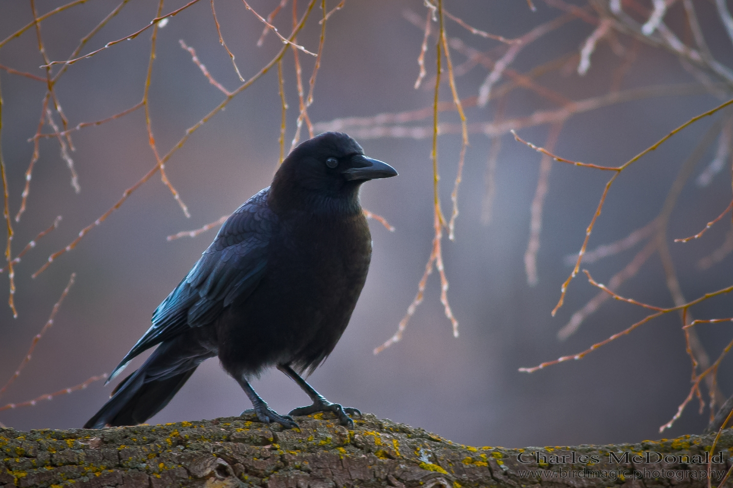 American Crow