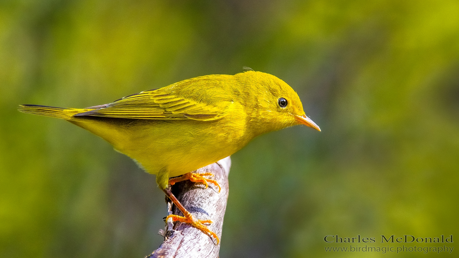 Yellow Warbler