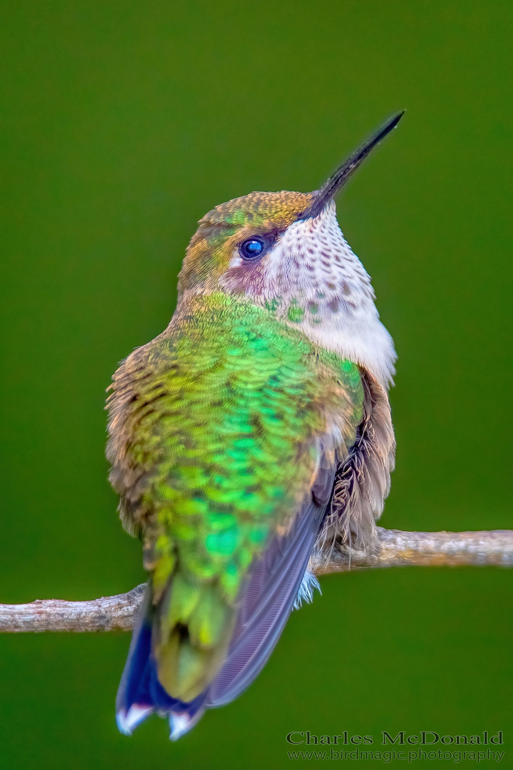 Ruby-throated Hummingbird