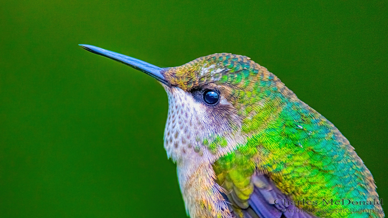 Ruby-throated Hummingbird