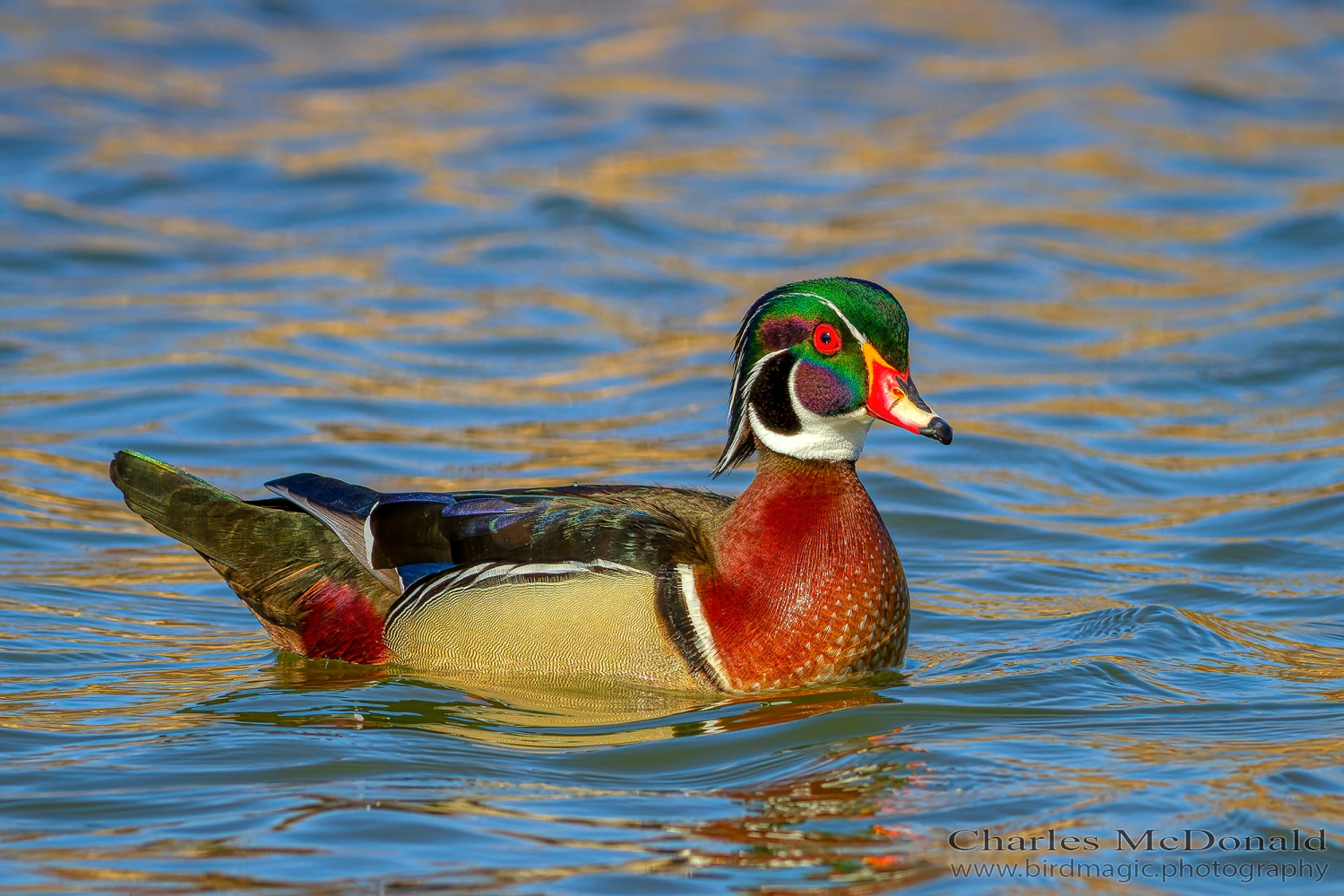 Wood Duck