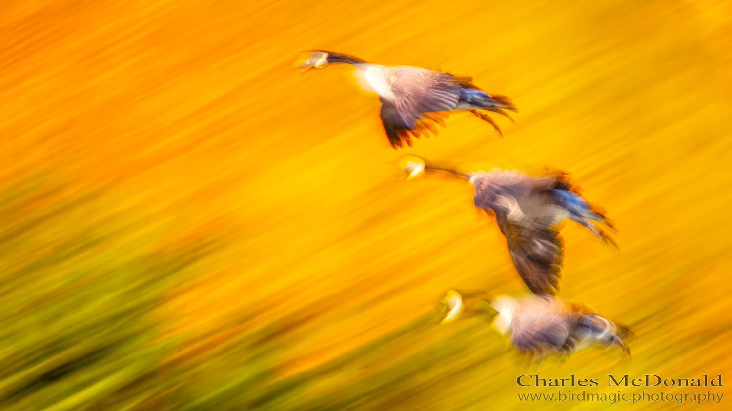 Canada Goose