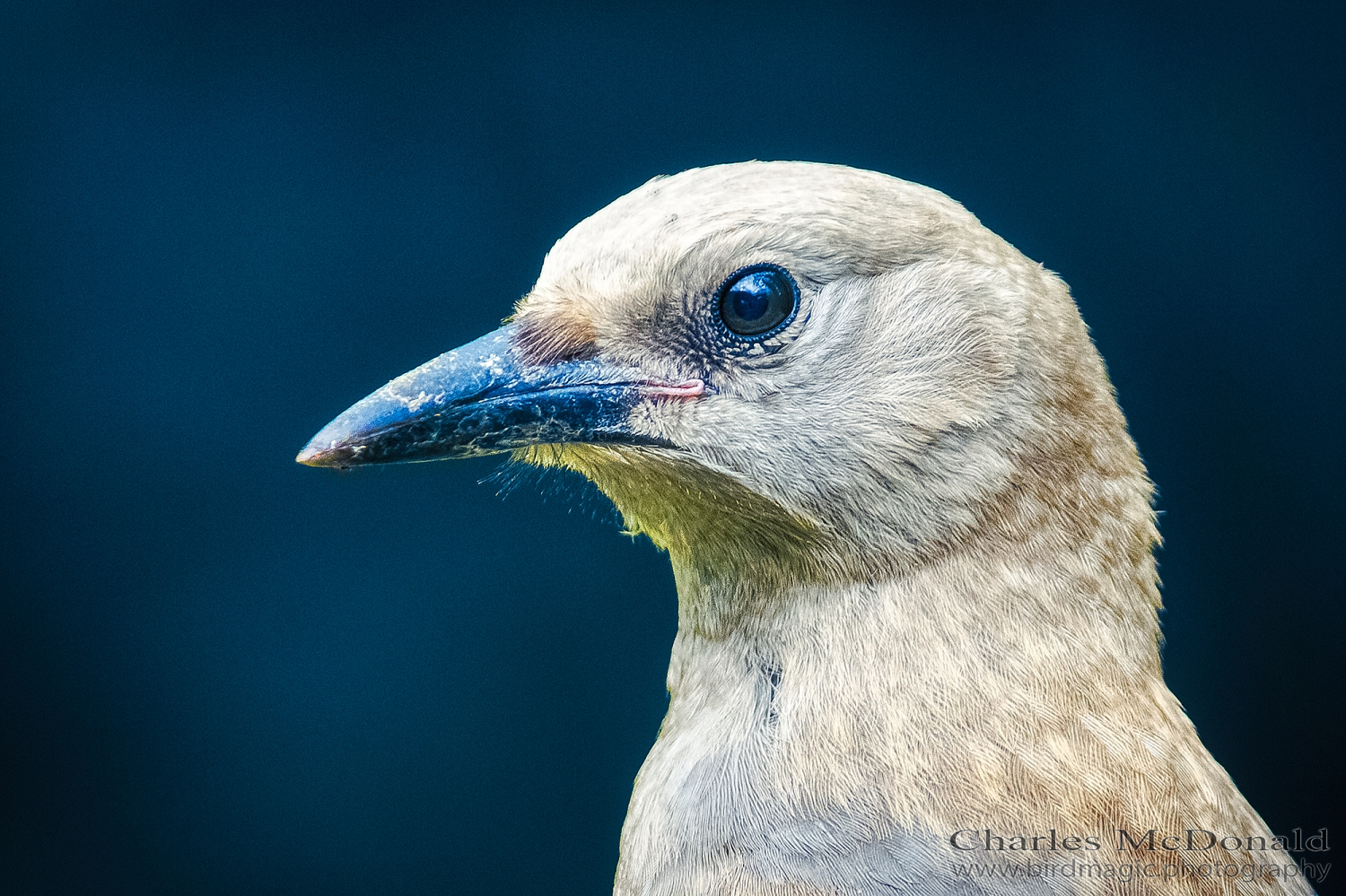 Clark's Nutcracker