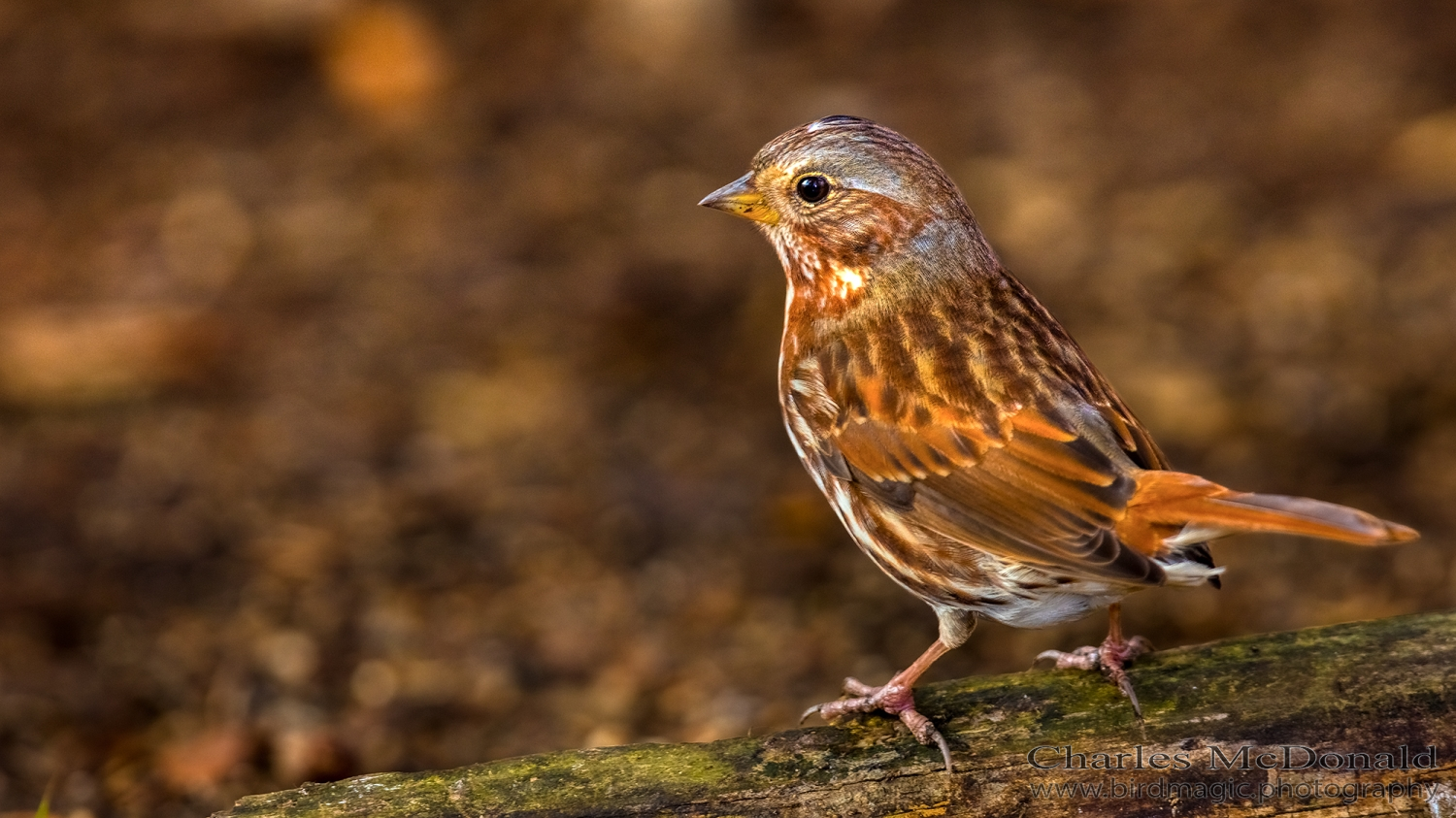 Fox Sparrow