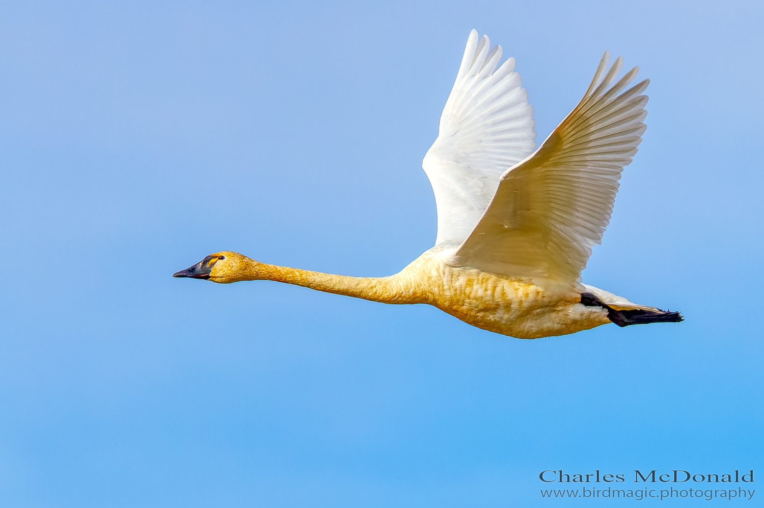 Tundra Swan