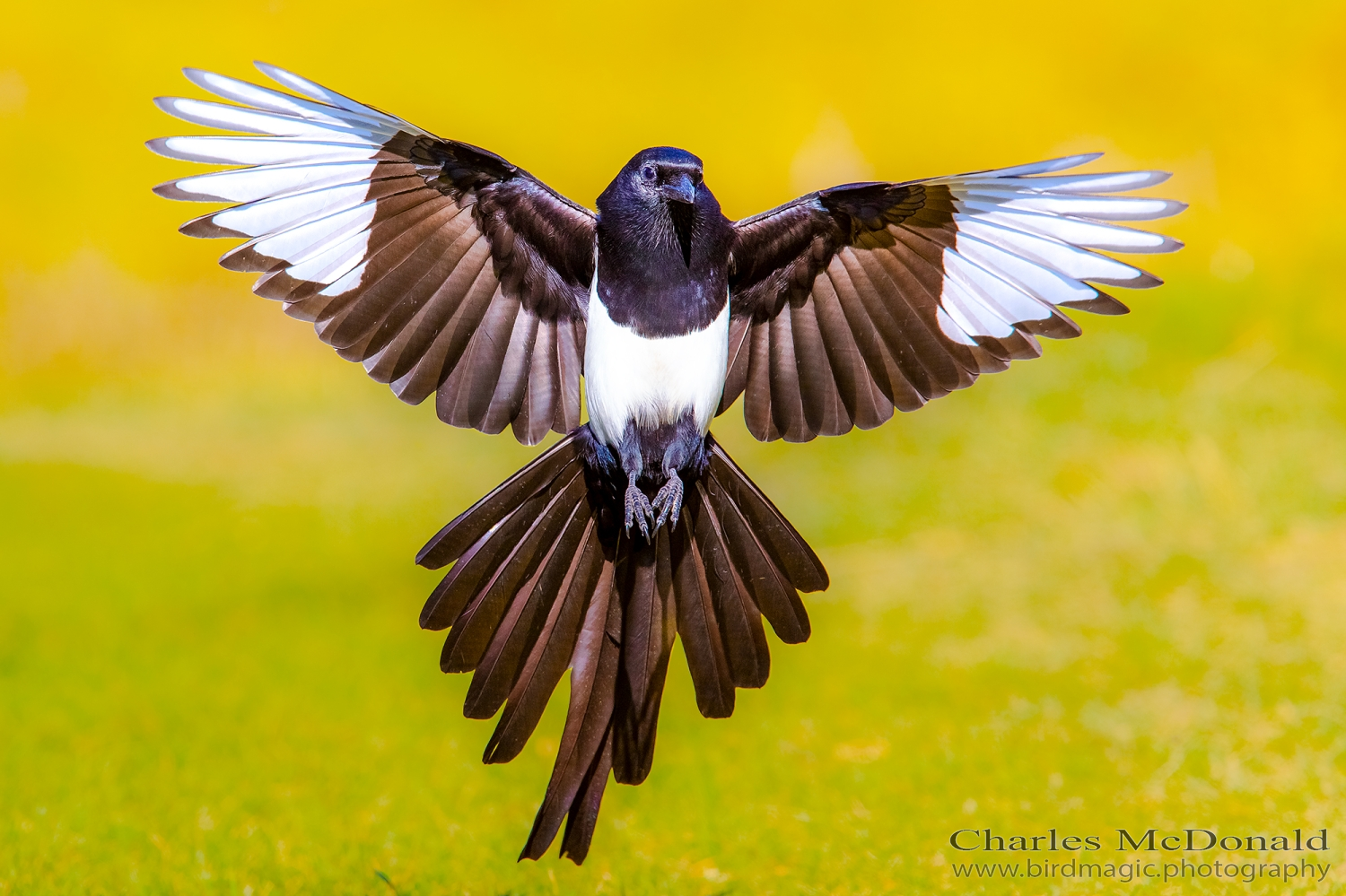 Black-billed Magpie