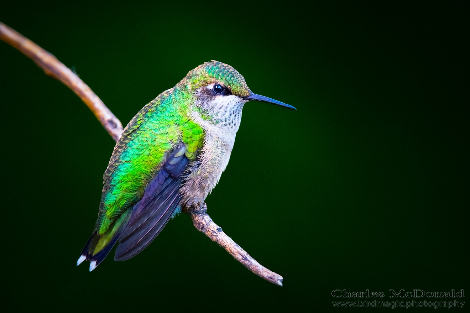 Ruby-throated Hummingbird