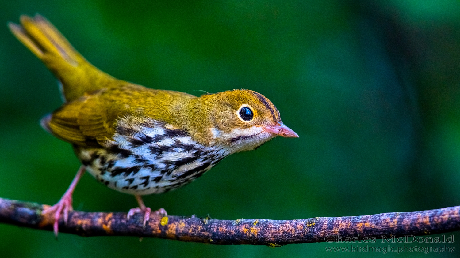 Ovenbird