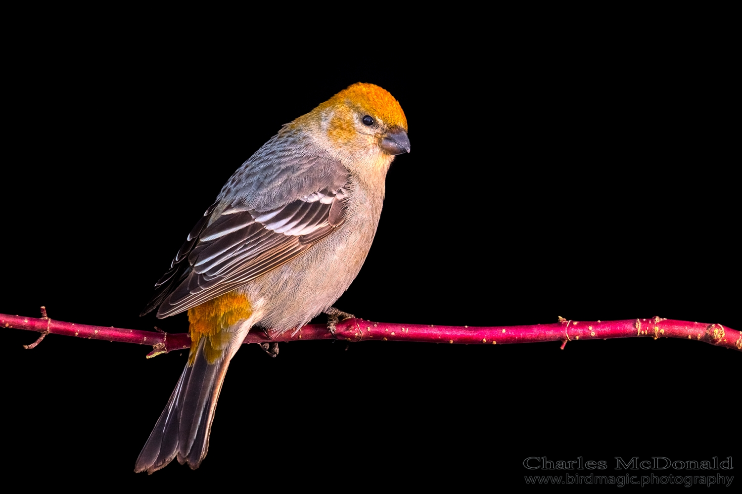 Pine Grosbeak