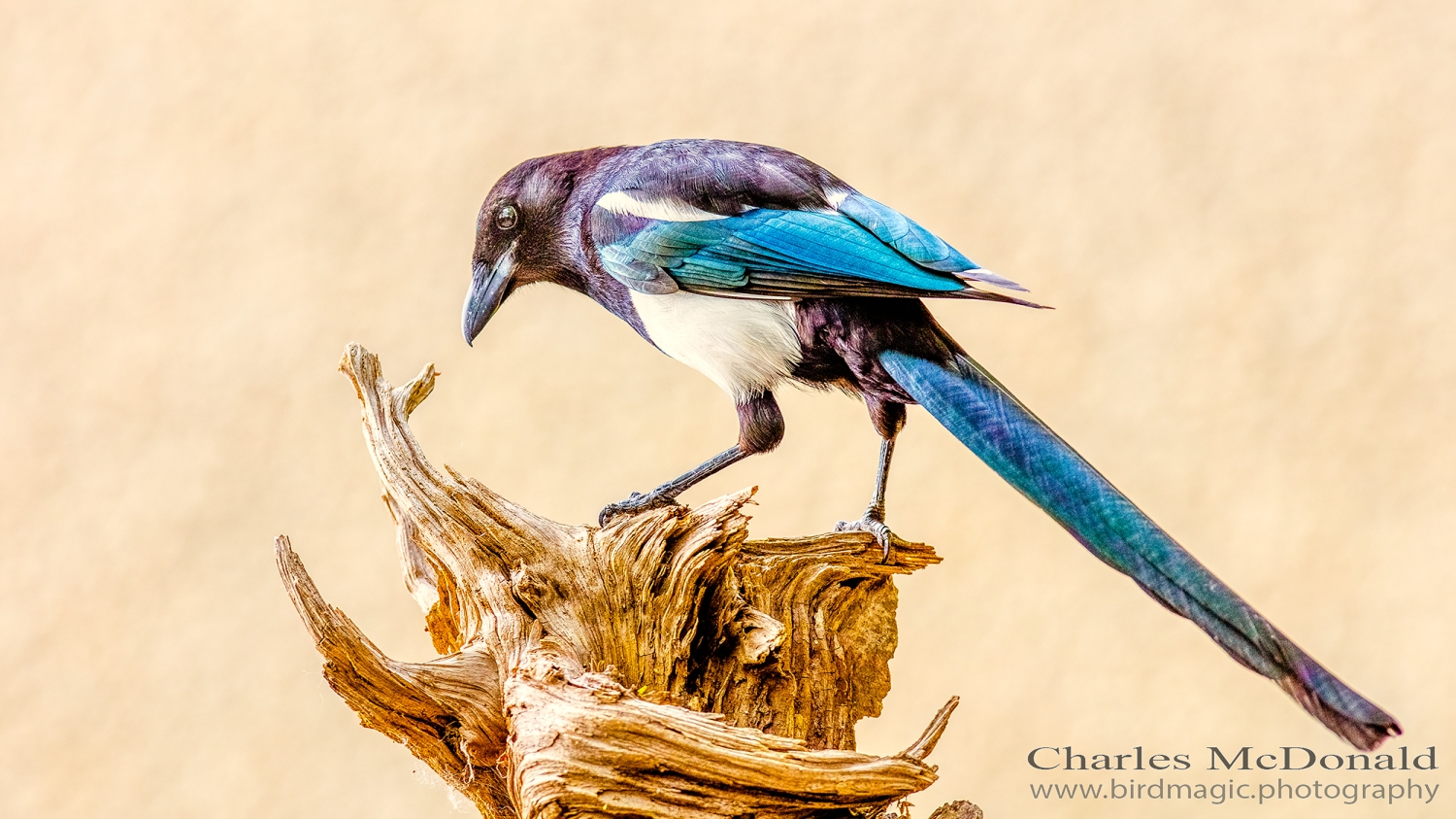 Black-billed Magpie