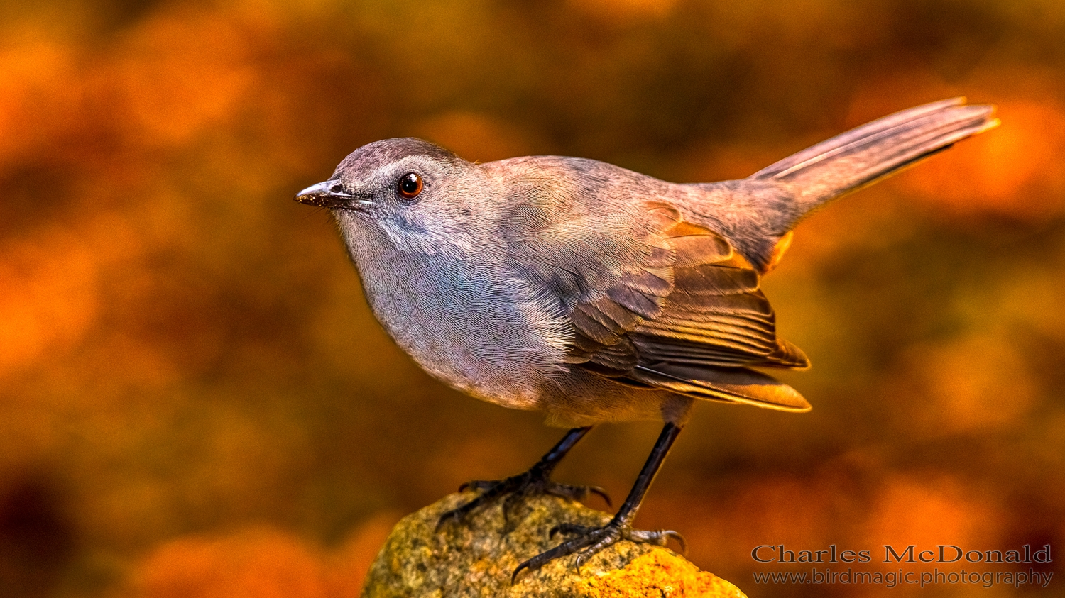 Gray Catbird