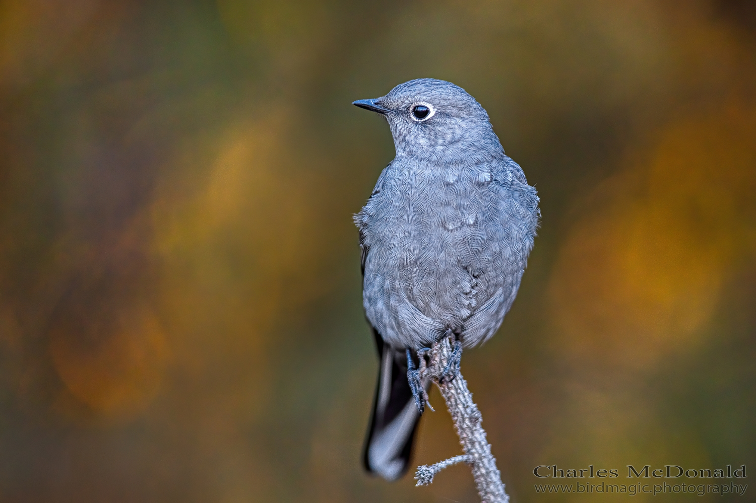 Townsend's Solitaire