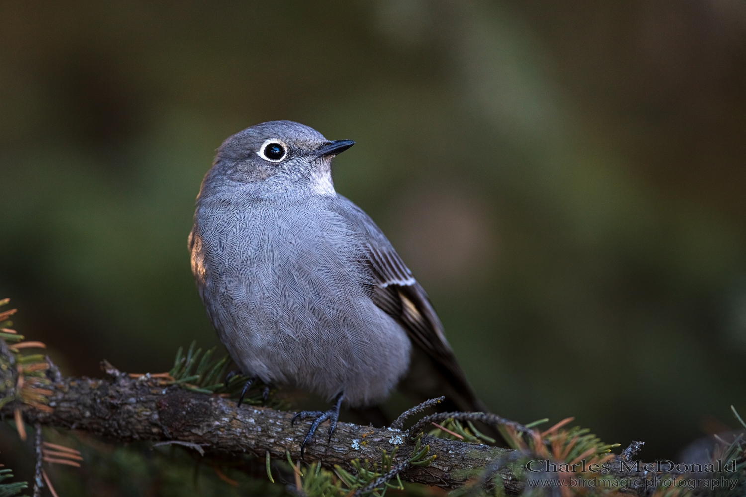 Townsend's Solitaire