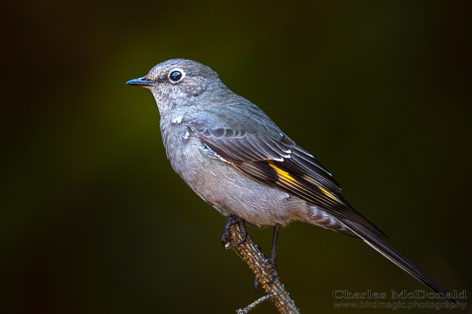 Townsend's Solitaire