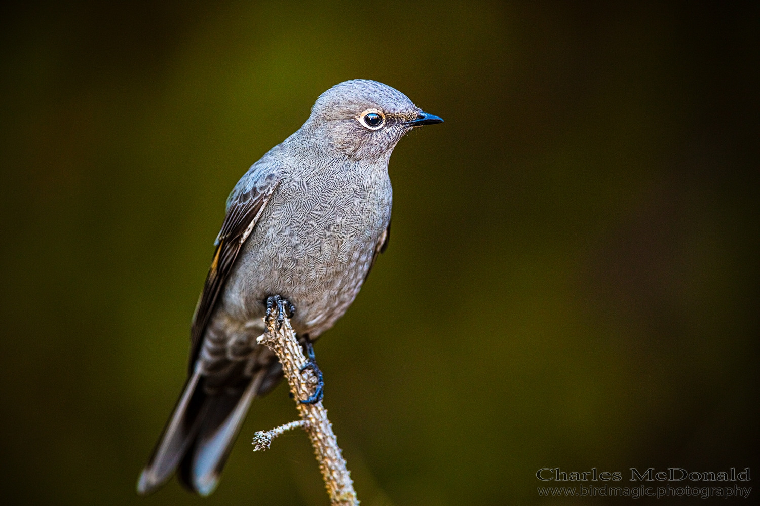 Townsend's Solitaire