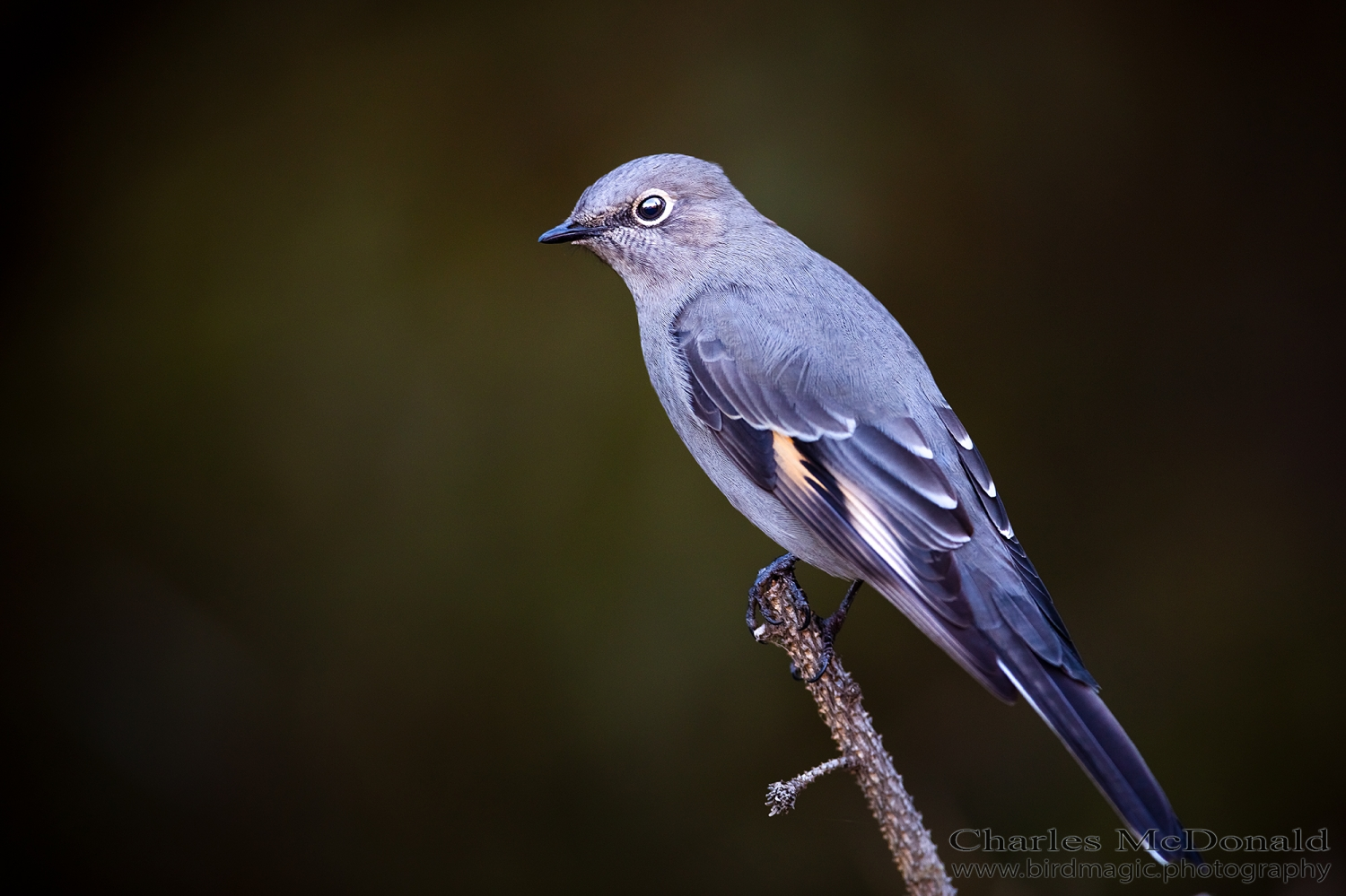 Townsend's Solitaire