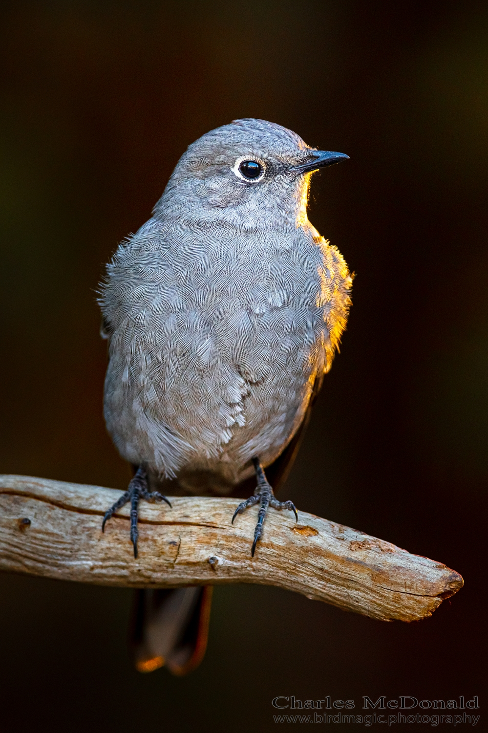 Townsend's Solitaire