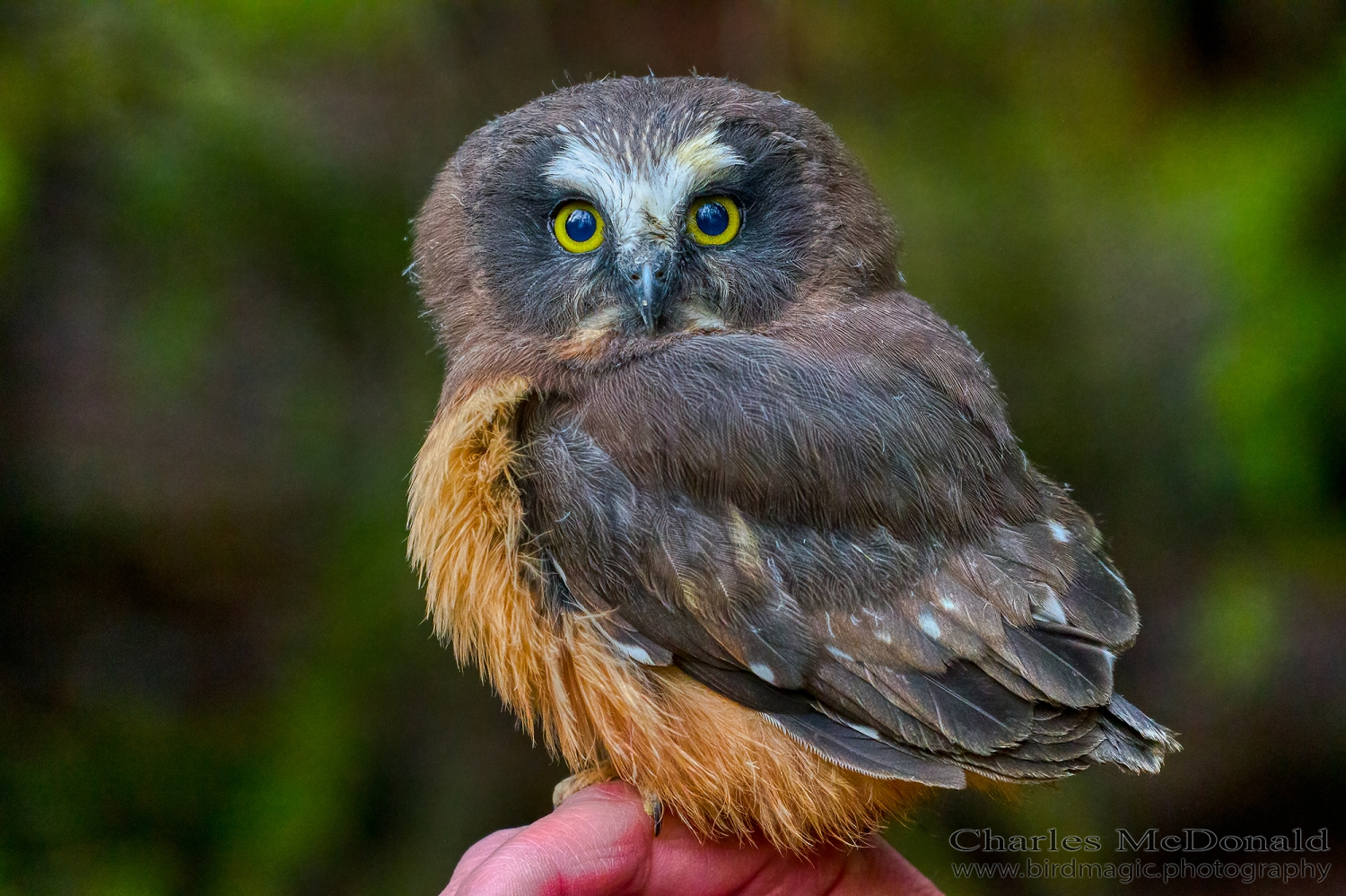 Northern Saw-whet Owl