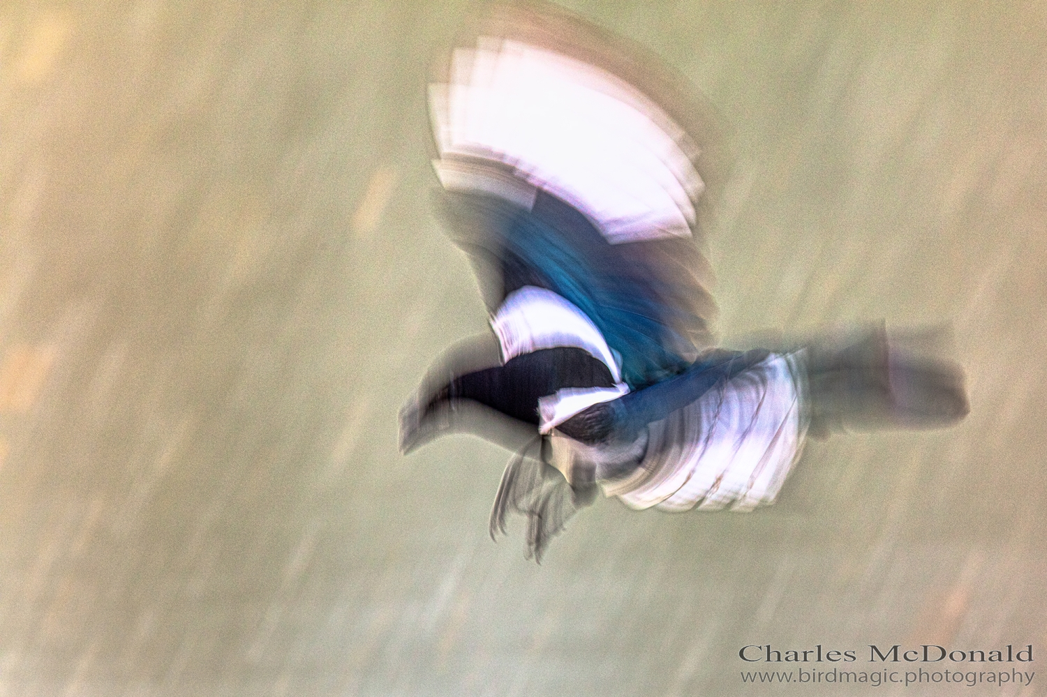 Black-billed Magpie