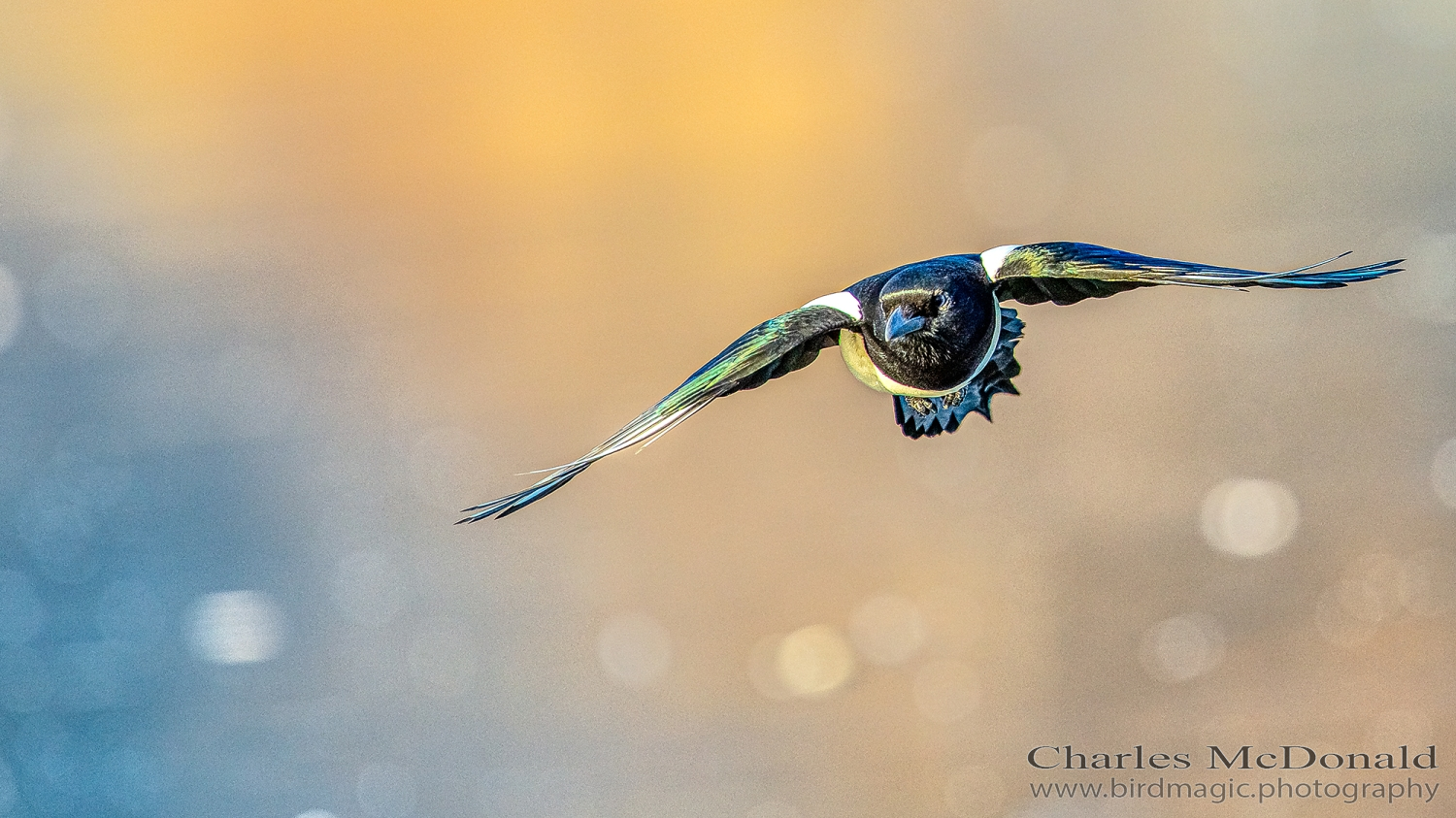 Black-billed Magpie