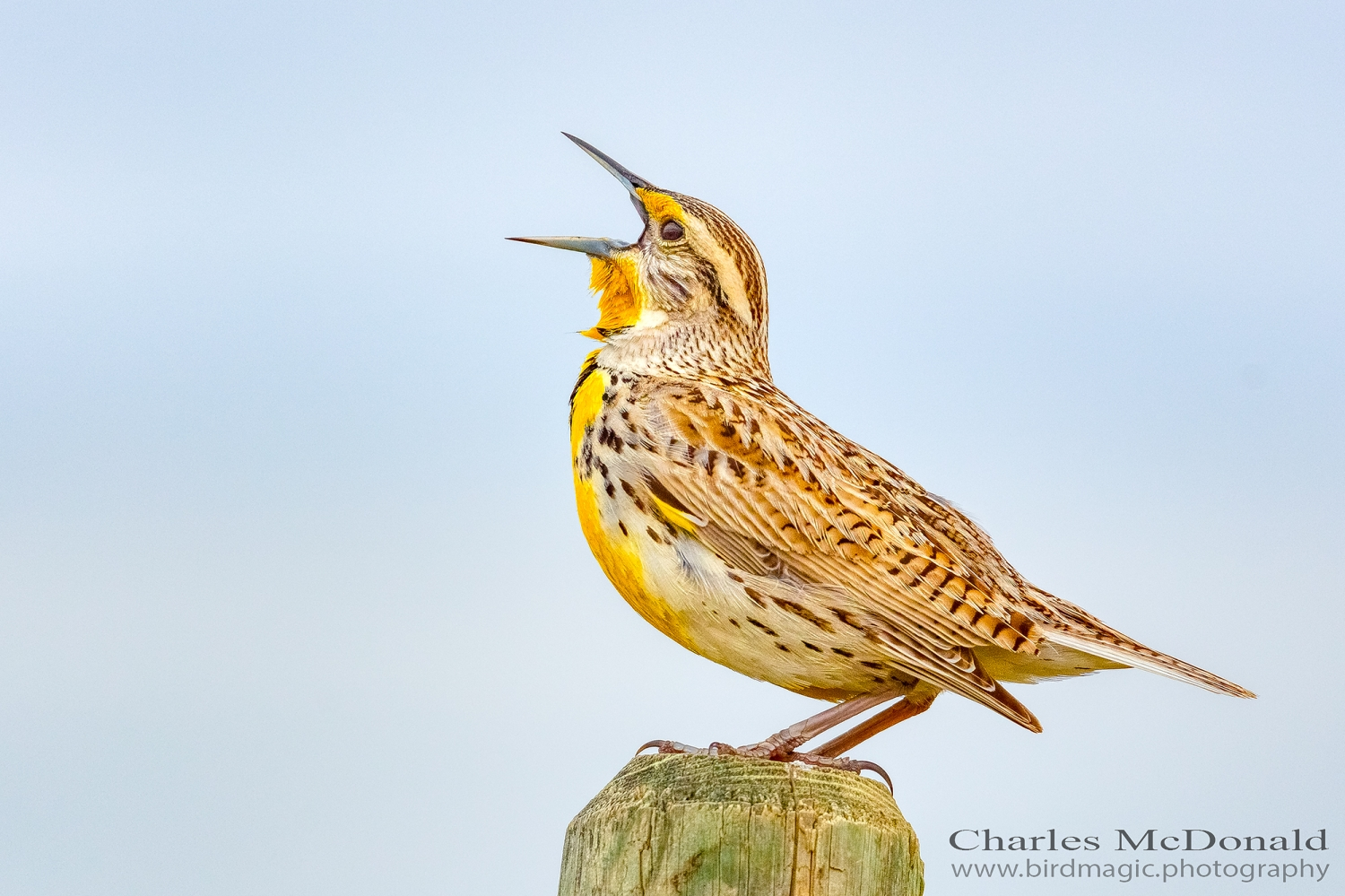 Western Meadowlark